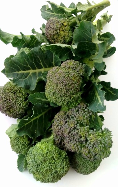 Cavolo broccolo